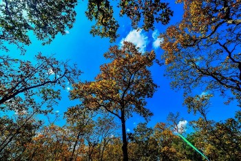 Đắk Lắk: Vẻ đẹp mê mẩn của rừng Yok Đôn mùa lá đổ