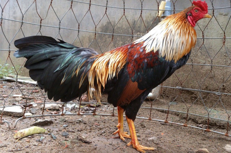 Gà Nòi Ngũ Sắc Bến Tre nổi tiếng nay đã được chọn tạo và nhân giống với quy mô lớn. Gà Nòi Ngũ Sắc Bến Tre nổi tiếng nay đã được chọn tạo và nhân giống với quy mô lớn.