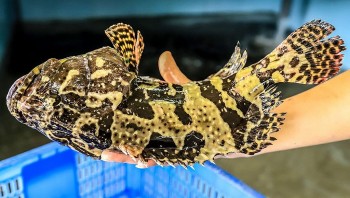 Loài cá công ty than chi 5 tỷ đồng mua tặng nhân viên dịp Rằm có giá “cực chát”, chế biến được nhiều món ngon