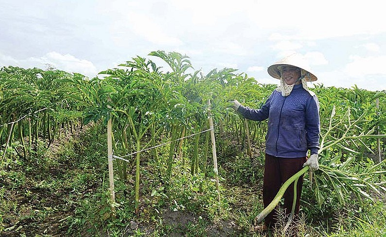Cây nưa là thực phẩm siêu sạch vì không sử dụng bất cứ thứ hóa chất nào khi chăm bón.
