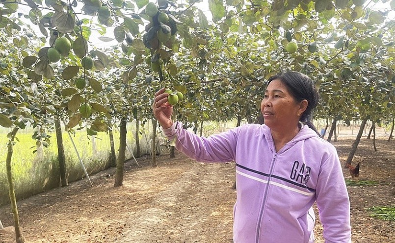 vườn táo ngọt của bà Đặng Thị Nê (thôn Ia Jut, xã Ia Sol, huyện Phú Thiện) 