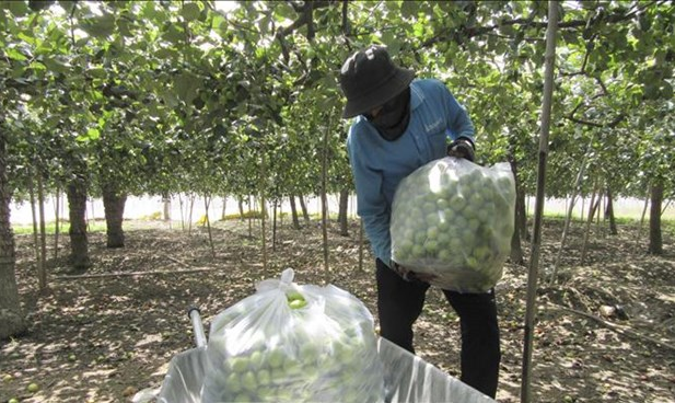 Vận chuyển táo đưa đi tiêu thụ