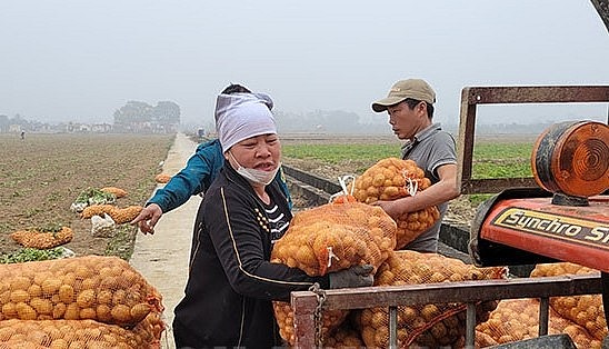 Khoai tây vừa thu hoạch được đóng bao và thu mua ngay tại ruộng.
