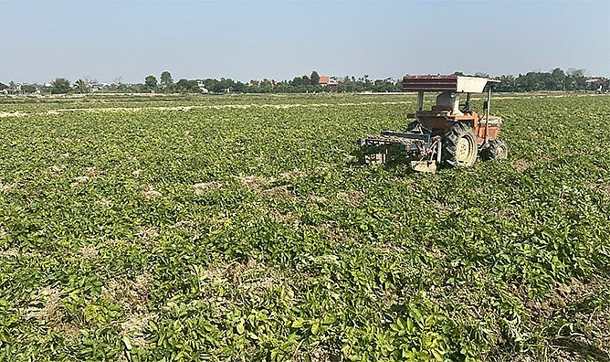 Các khâu trong trồng khoai tây cho tới thu hoạch đều được cơ giới hóa.