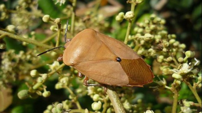 Loài côn trùng hôi hám không ai dám ăn, nhưng lại được dân nhậu "săn lùng" với giá nửa triệu đồng/kg