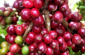 Giá nông sản hôm nay (07/2): Cà phê tăng nhẹ, hồ tiêu chững lại trong tầm giá cũ