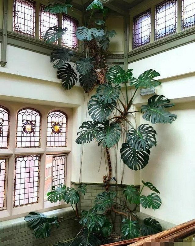 Loài cây với dáng lá đặc biệt cùng với tốc độ phát triển đáng kinh ngạc.