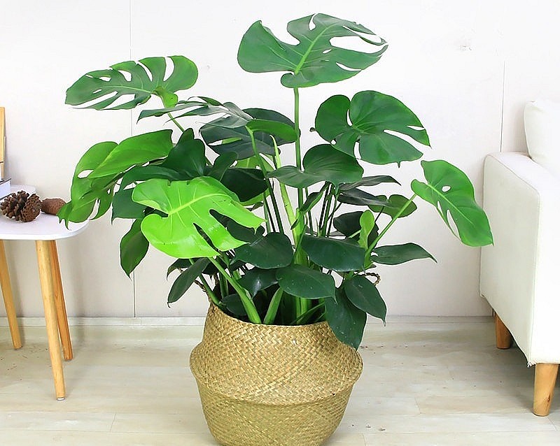 Loại kiểng là khi trồng trong chậu rất nhỏ nhắn, gọn gàng.