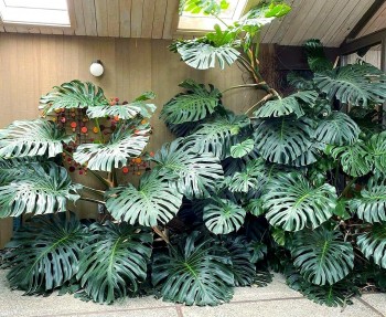 Loại kiểng lá khổng lồ độc lạ mang tên quái vật, trồng một cây có thể biến nhà thành rừng