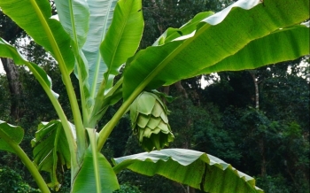 Loại chuối độc lạ sống cô đơn trong rừng quý cỡ nào mà người Raglai ví như "thần dược"