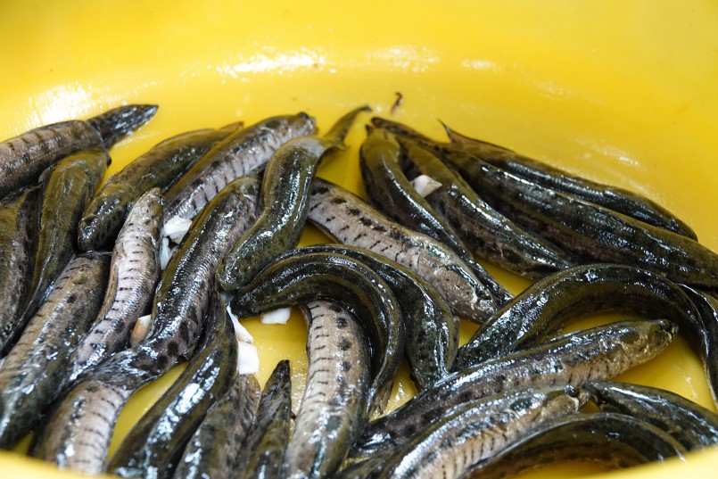 Đến nay, anh Phúc đã cho sinh sản và xuất bán hơn 30.000 con cá giống