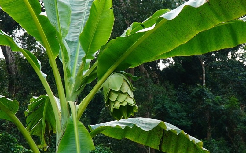 Ở xã vùng cao Phước Bình (huyện Bác Ái, tỉnh Ninh Thuận) có một giống chuối rất lạ, ít người biết đến đó là chuối cô đơn.