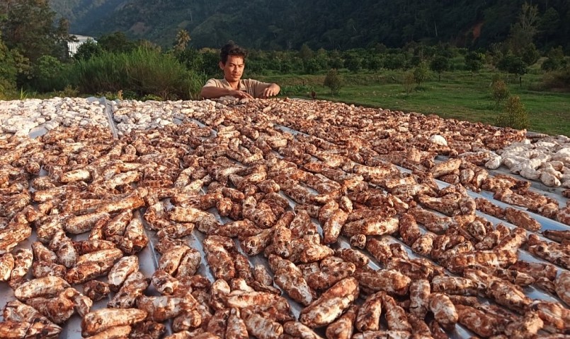 Người dân xã Phước Bình đang phơi chuối Cô đơn, đầu năm 2022. Ảnh: Việt Quốc