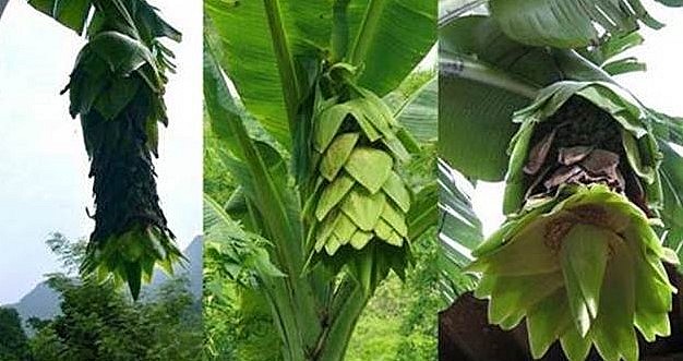 Chuối cô đơn nở hoa vào mùa xuân, dọc trên buồng có nhiều mo xanh xếp chồng lên nhau trông như búp sen.