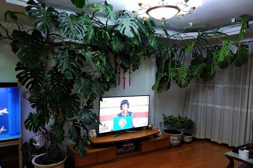 Trầu bà lá xẻ chiếm lĩnh mọi không gian để phát triển.