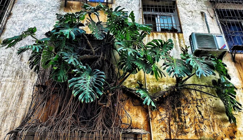 Trầu bà lá xẻ với sức sống mãnh liệt sẵn sàng chiếm lĩnh mọi không gian.