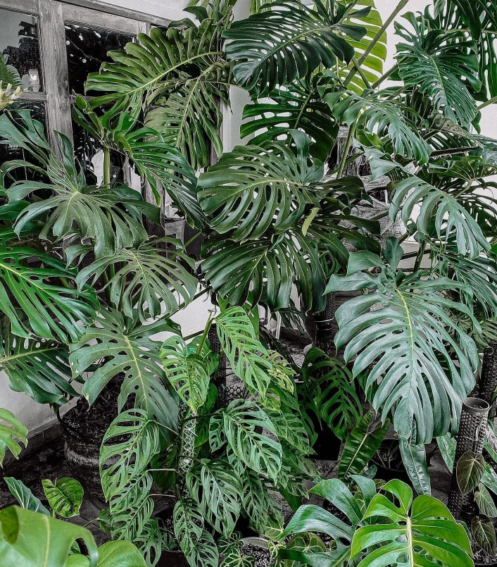 Phủ kín không gian như rừng xanh trong nhà.