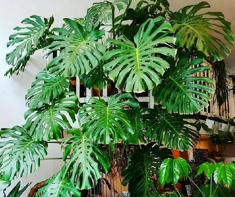 Những chiếc lá khổng lồ và đẹp mắt.