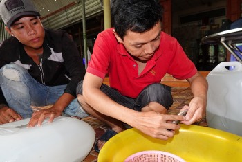 Nuôi loài cá lạ trong 100m2 bể bạt, bé bằng ngón chân cái thương lái đã đến mua, 8x bỏ túi hơn trăm triệu