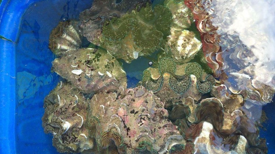 Những loại ốc nhất định phải thử khi đến Côn Đảo, vị ngon "nức nở" khiến ai cũng muốn mua về ăn dần