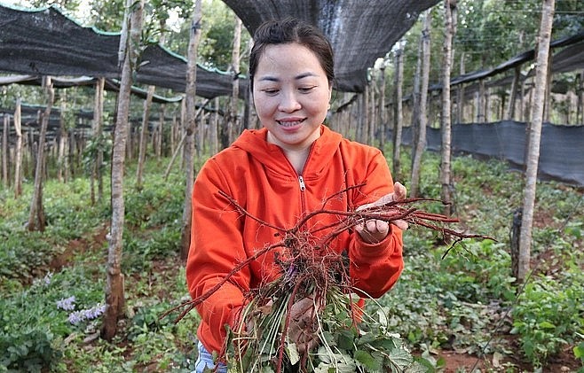 Giống đan sâm đang phát triển tốt, phù hợp với thổ nhưỡng của mảnh đất đỏ bazan (Ảnh: Phạm Hoàng). Giống đan sâm đang phát triển tốt, phù hợp với thổ nhưỡng của mảnh đất đỏ bazan (Ảnh: Phạm Hoàng).