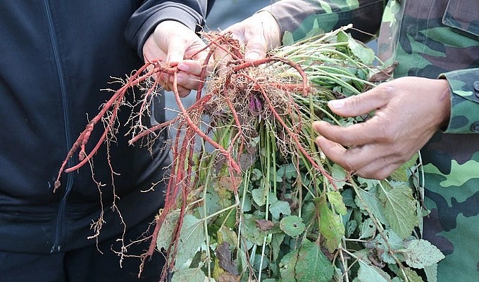 Khoảng 5 tháng sau khi trồng, những cây đan sâm đã bắt đầu cho ra rễ lớn (Ảnh: Phạm Hoàng). Khoảng 5 tháng sau khi trồng, những cây đan sâm đã bắt đầu cho ra rễ lớn (Ảnh: Phạm Hoàng).