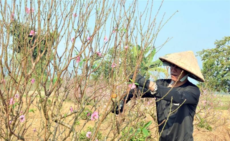 Anh Nguyễn Mạnh Cường, thôn Việt Thanh, xã Thanh Hưng cắt tỉa cành cho những gốc đào cổ thụ
