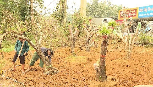 Các nhà vườn chăm sóc đào sau Tết 