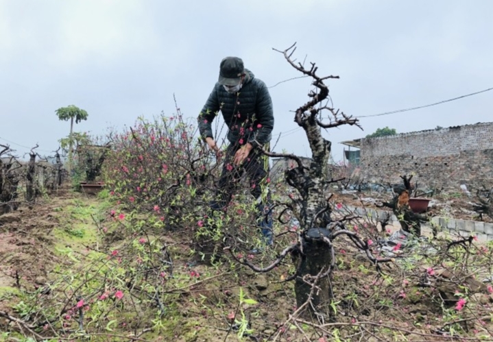 cắt tỉa cành lá cho cây đào là bước rất quan trọng