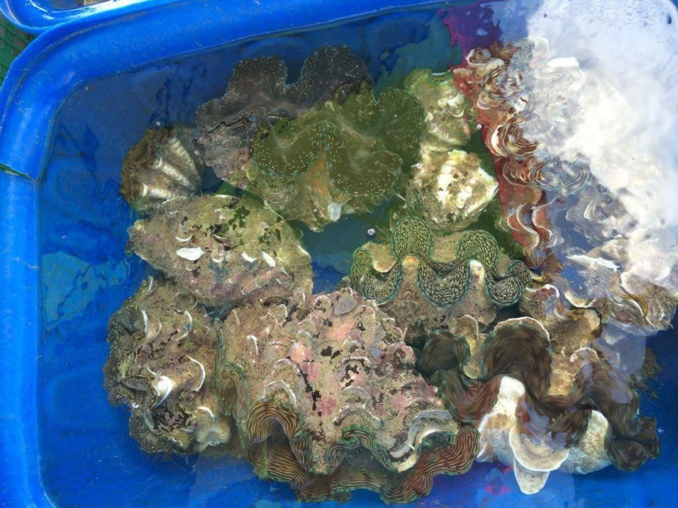 Những loại ốc nhất định phải thử khi đến Côn Đảo, vị ngon "nức nở" khiến ai cũng muốn mua về ăn dần