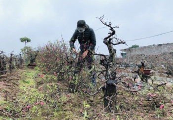 Hối hả “hồi sinh” đào sau Tết