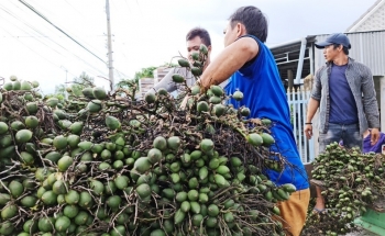 Trung Quốc đẩy mạnh thu mua, giá cau non tăng mạnh, cảnh báo hệ lụy khi ồ ạt trồng cau