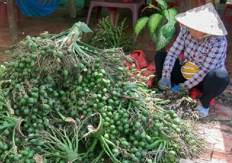 Người dân phân loại cau non để bán cho thương lái. Người dân phân loại cau non để bán cho thương lái.