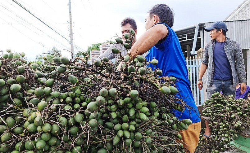 Từ thời điểm sau Tết Nguyên đán 2023 đến nay, giá cau non bắt đầu tăng mạnh do thương lái đẩy mạnh thu mua. Từ thời điểm sau Tết Nguyên đán 2023 đến nay, giá cau non bắt đầu tăng mạnh do thương lái đẩy mạnh thu mua.