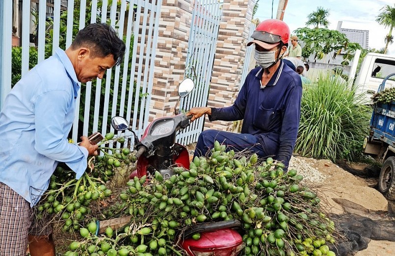 Thời gian qua giá cau non tăng giảm thất thường. Thời gian qua giá cau non tăng giảm thất thường.