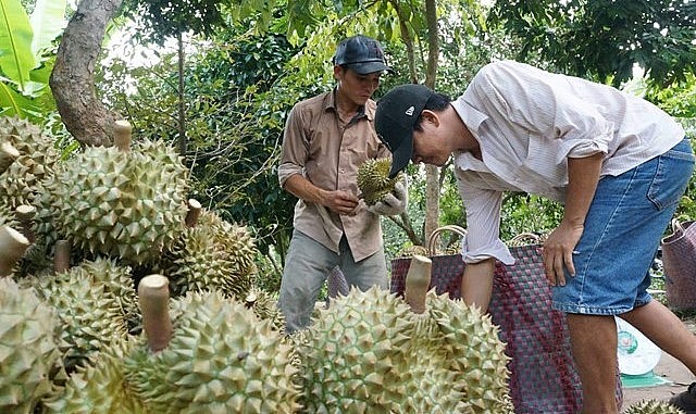 Sầu riêng khan hàng, các nhà vườn chỉ bán cho thương lái trả giá cao nhất và kèm theo điều kiện mua cả trái xanh, trái kém chất lượng. Sầu riêng khan hàng, các nhà vườn chỉ bán cho thương lái trả giá cao nhất và kèm theo điều kiện mua cả trái xanh, trái kém chất lượng.