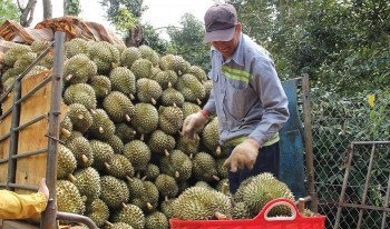 Sầu riêng tăng kỷ lục gom cả trái xanh, trái kém chất lượng và hệ lụy “tham bát bỏ mâm”