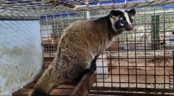 Nuôi loài đặc sản sang chảnh bằng cháo gà, những tỷ phú lộ tuyệt chiêu