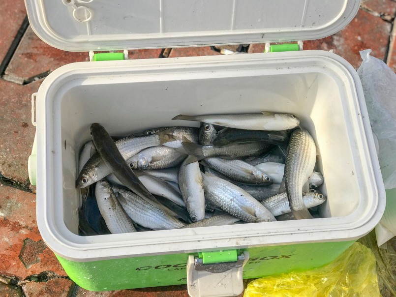 Cá đối được bắt một cách đơn giản