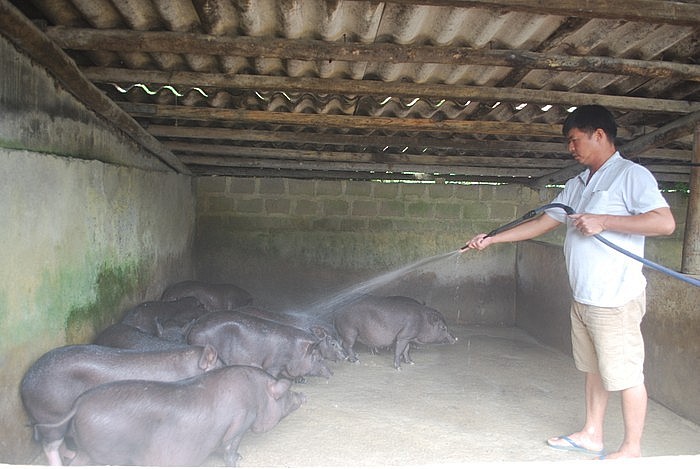 Anh Chu Văn Chanh thường xuyên vệ sinh chuồng trại sạch sẽ