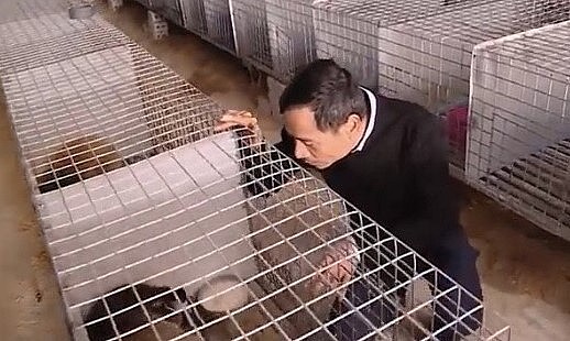 Cở sở nuôi chồn mốc của anh Chung đã cho lợi nhuận 2 tỷ đồng.