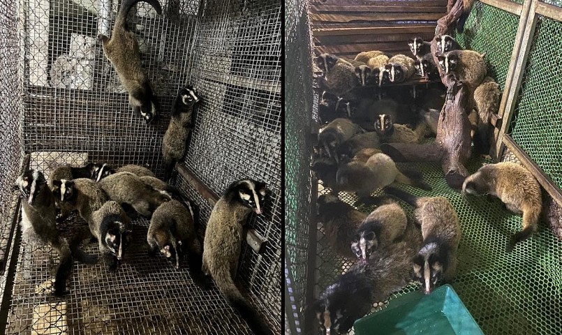 Trại nuôi chồn mốc ở Lạng Sơn.