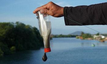 Chỉ cần một chai nhựa, gói bột mì và đoạn dây cước, cần thủ kiếm 3kg cá đối ngon ơ