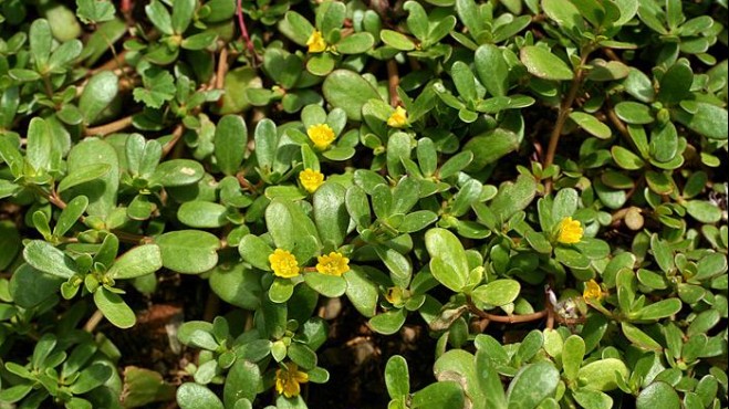 Loại rau dùng làm thức ăn gia súc ở Việt Nam, sang nước ngoài được bày bán với giá đắt đỏ