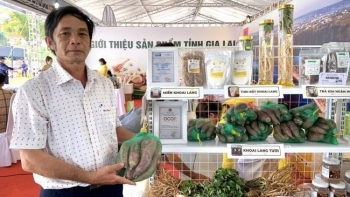 Trồng thành công giống khoai đặc sản ruột vàng vừa bùi lại thơm thu về tiền tỷ