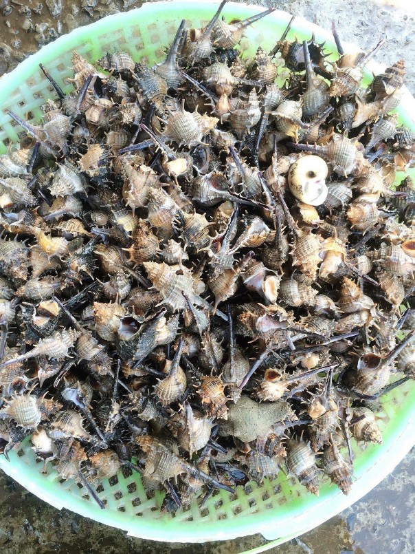 Ốc gai xương rồng, đặc sản Phú Quốc