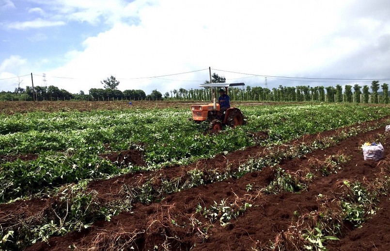 Các công đoạn trồng và thu hoạch khoai lang Lệ Cần được cơ giới hóa. Các công đoạn trồng và thu hoạch khoai lang Lệ Cần được cơ giới hóa.