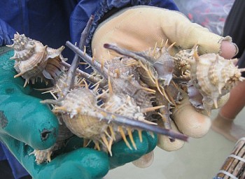 Loài ốc mọc gai khắp thân, tưởng không ngon mà ngon không tưởng, 270.000 đồng/kg