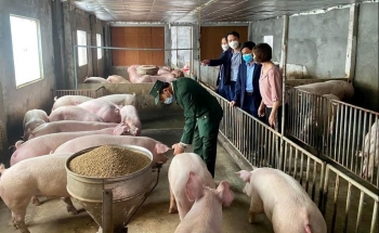 Giá heo hơi hôm nay (08/2) chưa vượt mức 54.000 đồng/kg dù doanh nghiệp tăng giá