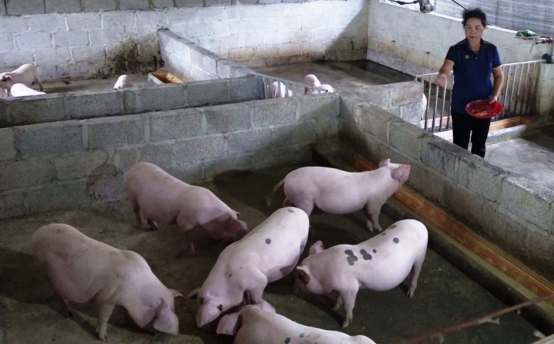 Giá heo hơi hôm nay vẫn chưa có biến động mới dù trước đó doanh nghiệp đã tăng giá heo thêm khoảng 2.000 đồng/kg.